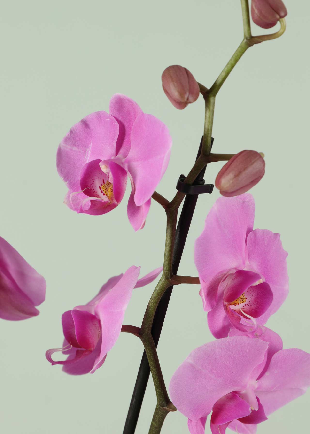 Phalaenopsis 2 Spike Pink/Lilac 12cm