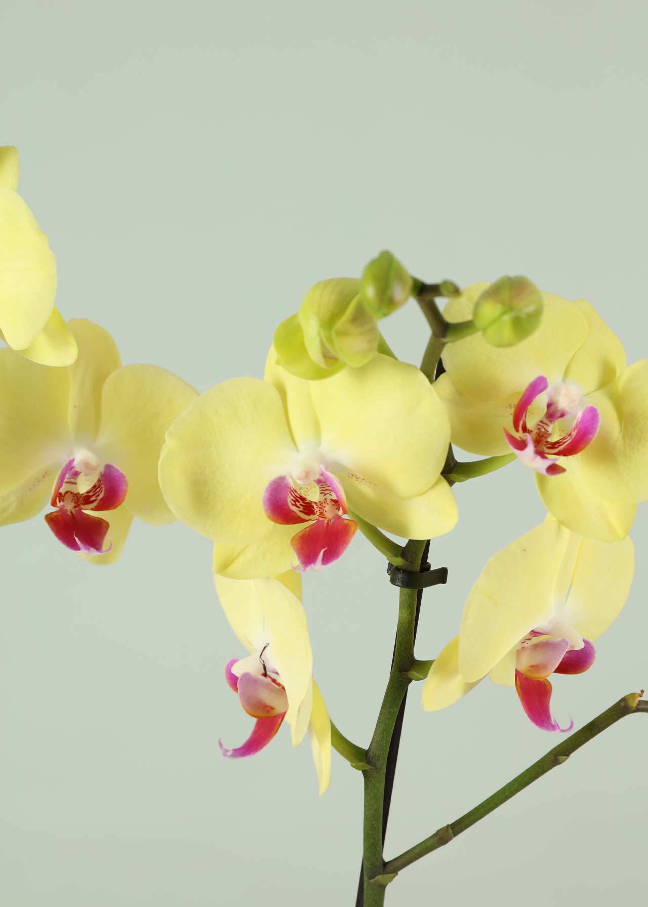 Phalaenopsis 2 Spike Yellow/Orange 12cm