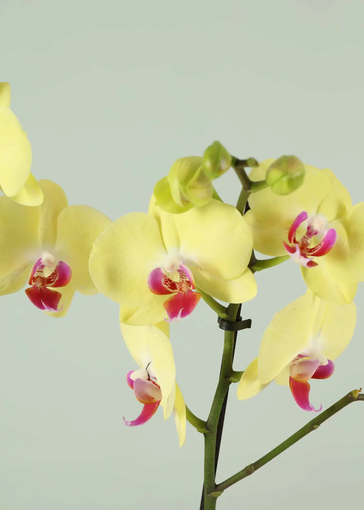 A photo of Phalaenopsis 2 Spike Yellow/Orange 12cm