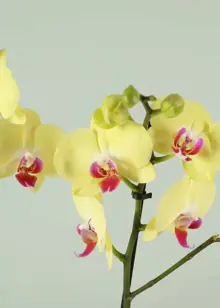 Phalaenopsis 2 Spike Yellow/Orange 12cm