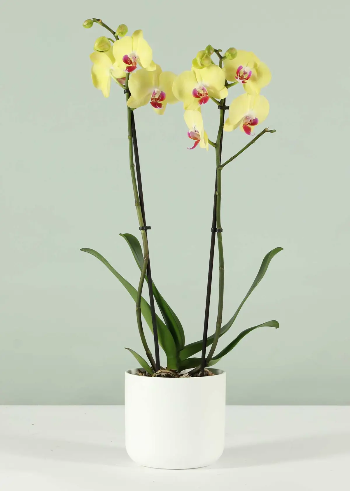 A photo of Phalaenopsis 2 Spike Yellow/Orange 12cm