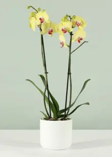 Phalaenopsis 2 Spike Yellow/Orange 12cm