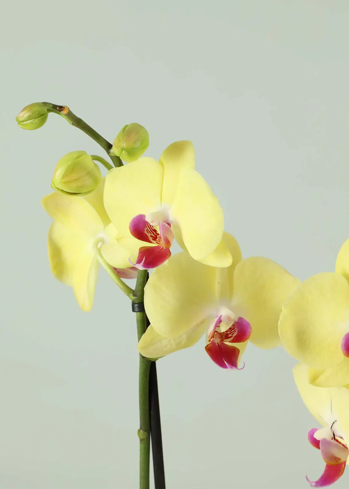 A photo of Phalaenopsis 2 Spike Yellow/Orange 12cm