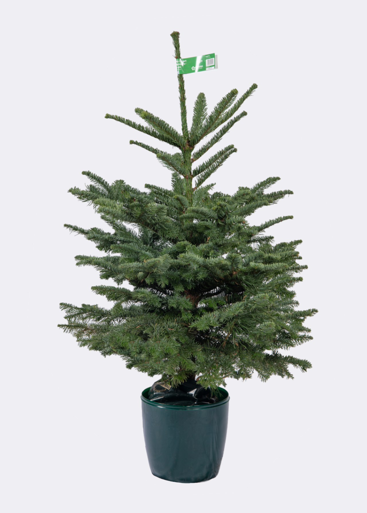 3-4ft Pot Grown Noble Fir Real Christmas Tree 100-125cm