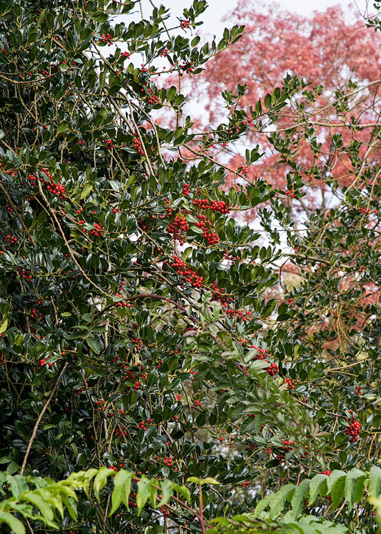 Ilex Aquifolium 3ltr