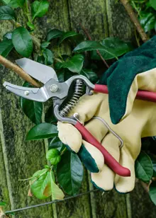 Kent & Stowe Traditional Anvil Secateurs