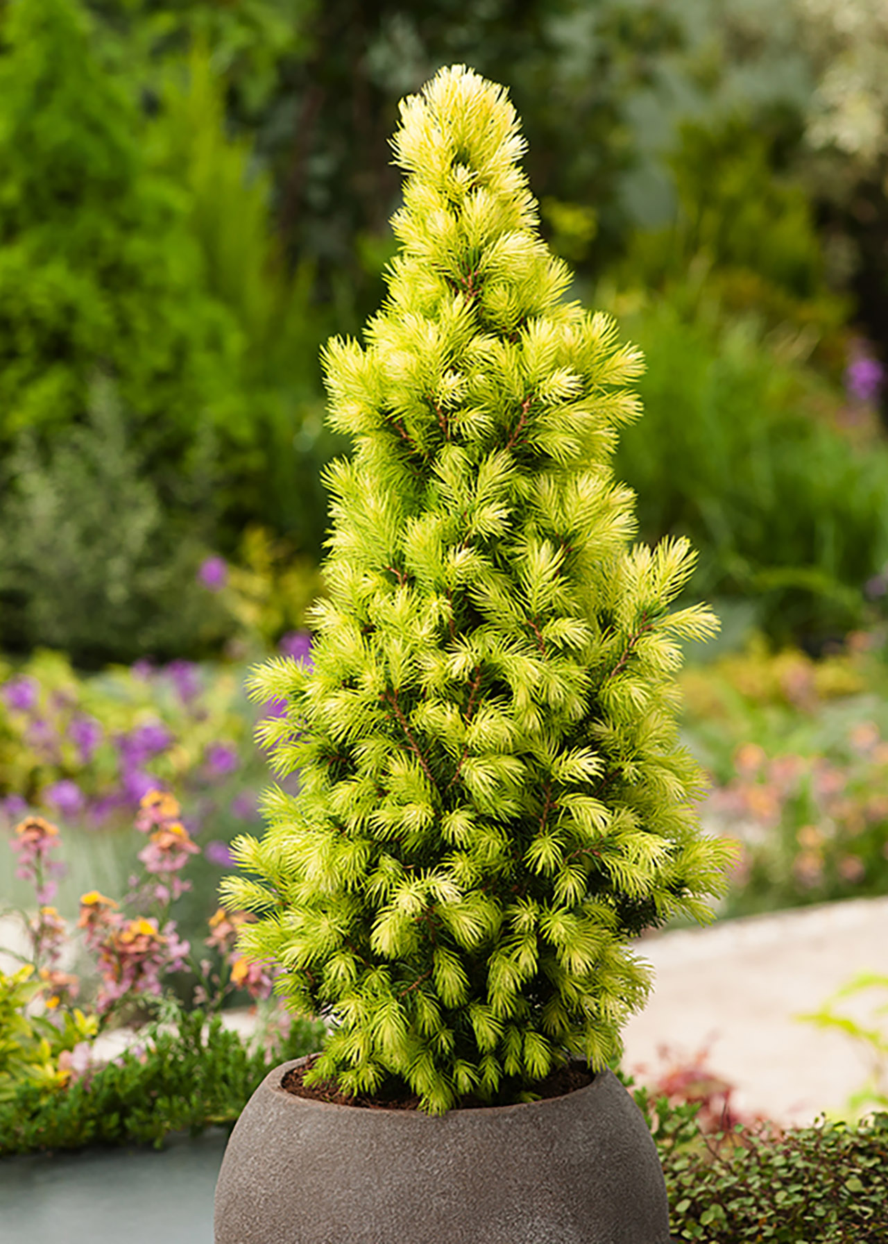 Picea Glauca Daisys White 3ltr