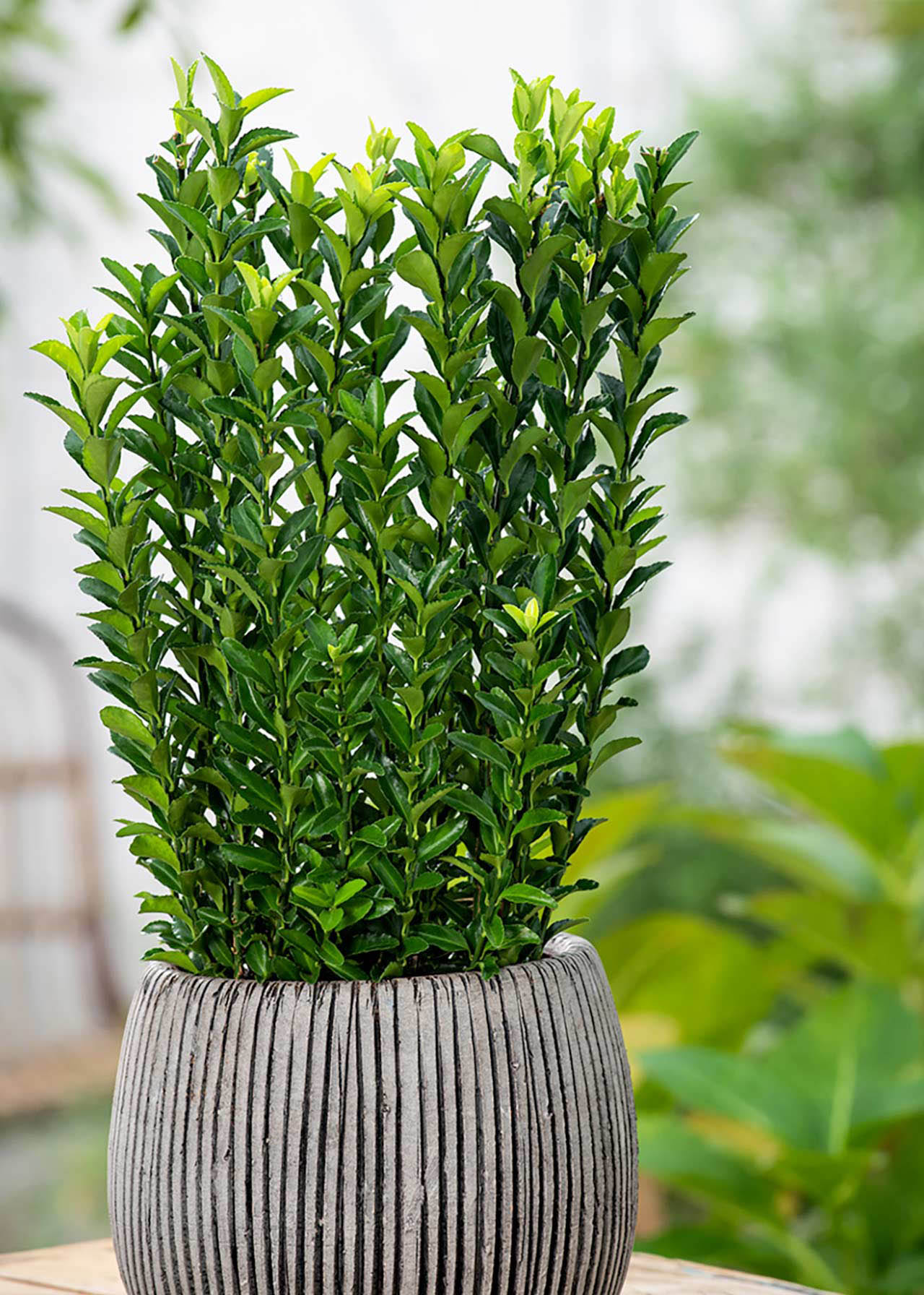 Euonymus Benkomasaki 50-70 10ltr
