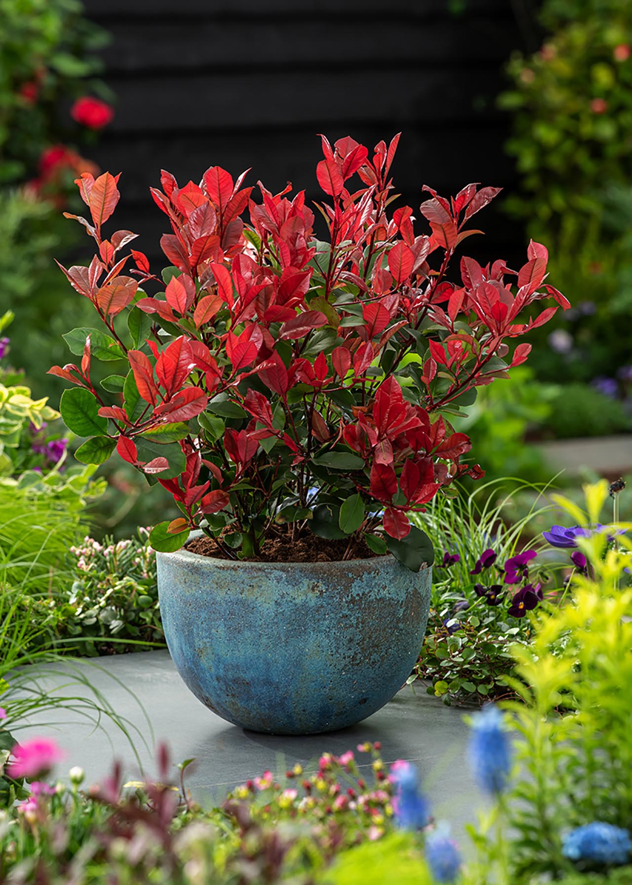 Photinia Little Red Robin 2ltr