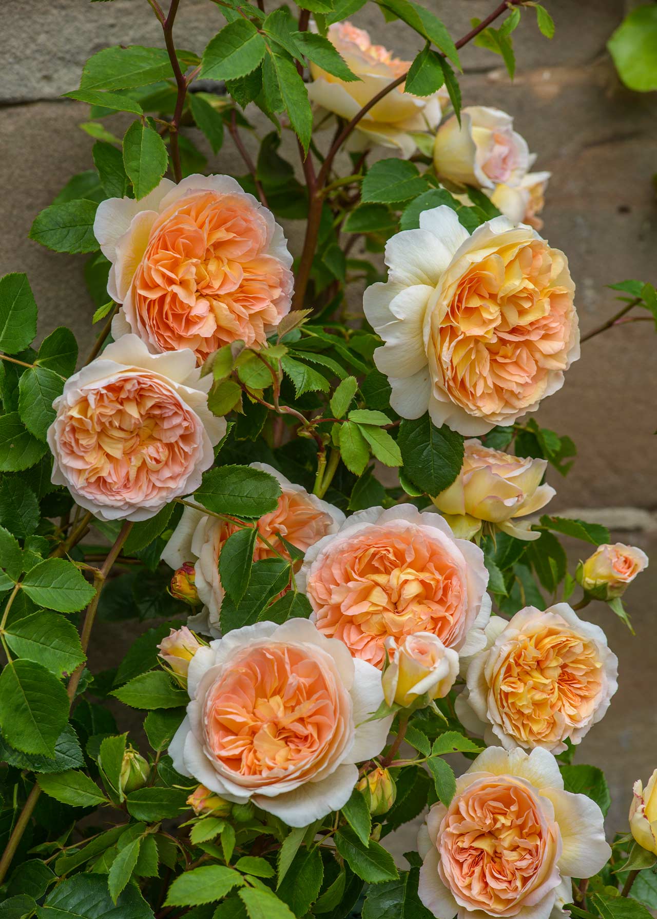 David Austin Climbing Rose 'Bathsheba' 6ltr Dobbies Garden Centres
