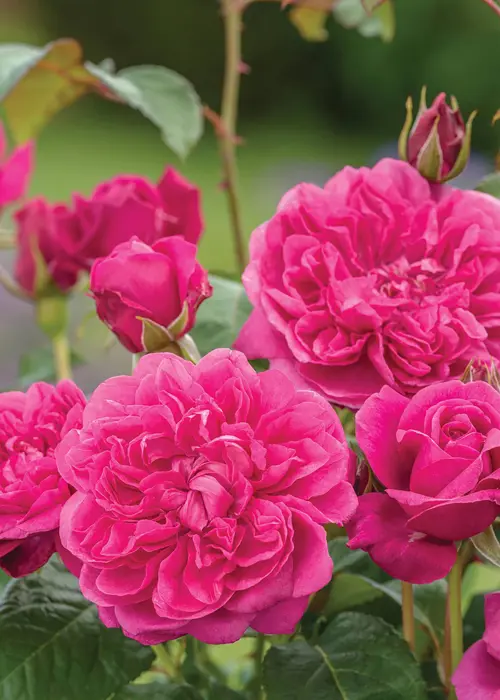 A photo of David Austin Rose 'James L Austin' 6ltr