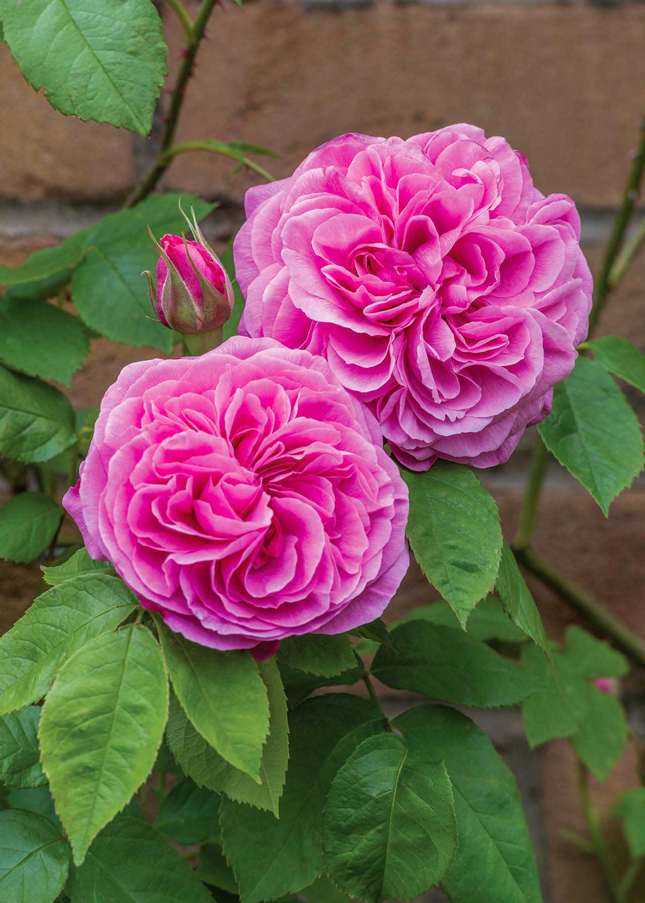 David Austin Climbing Rose 'Gertrude Jekyll' 6ltr