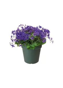 Elho Green Basics Growpot 17cm Green