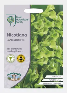RHS Nicotiana Langsdorffii Seeds