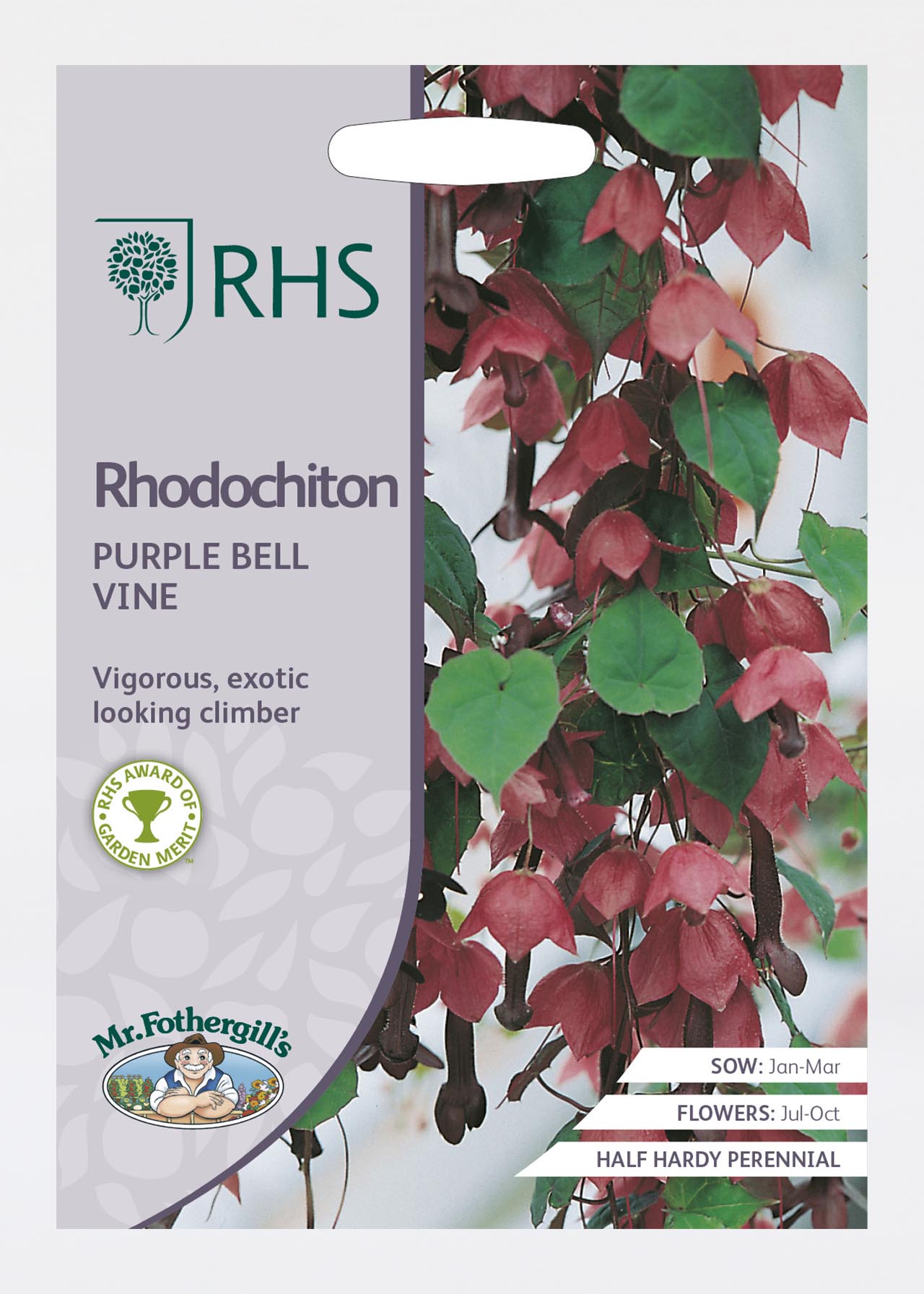 RHS Rhodochiton Purple Bell Vine Seeds