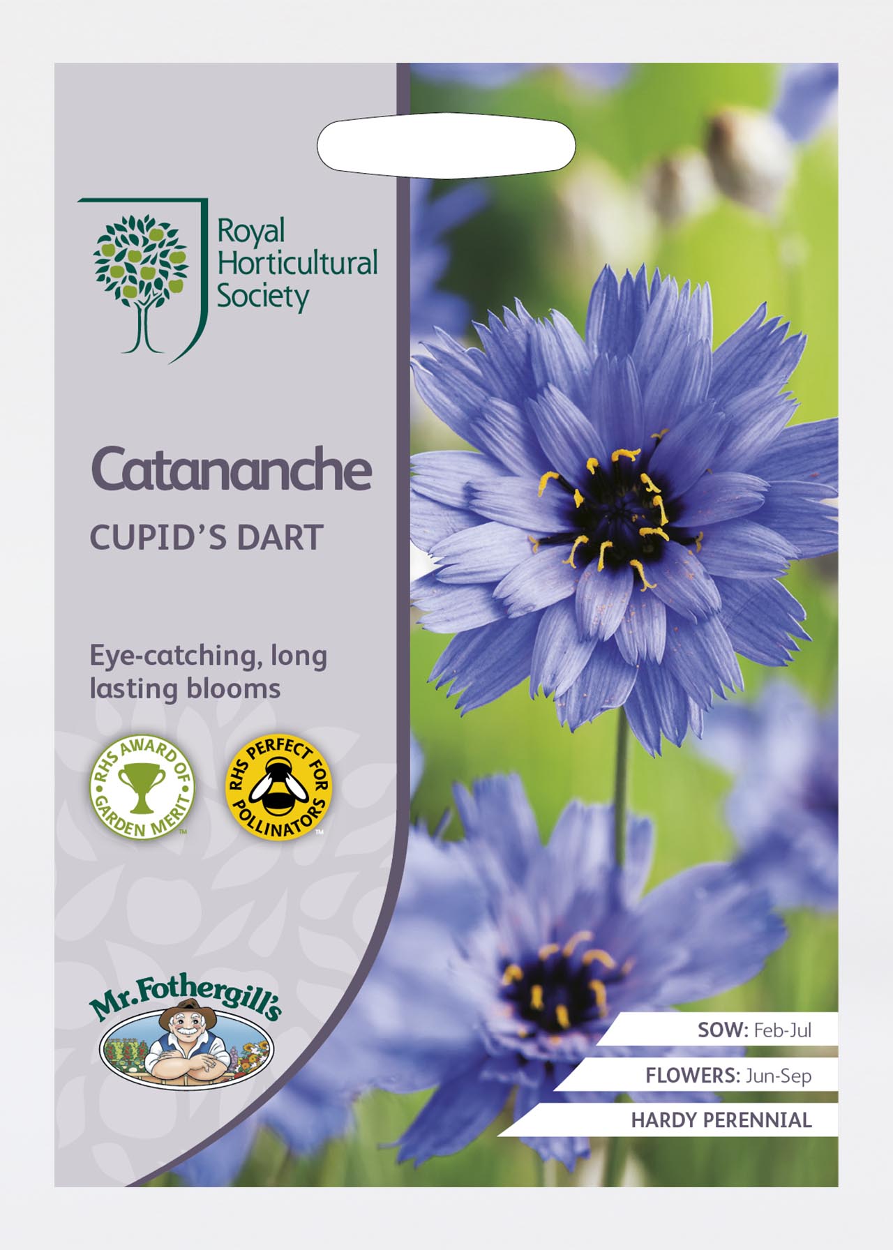 Rhs Catananche Cupid's Dart Seeds
