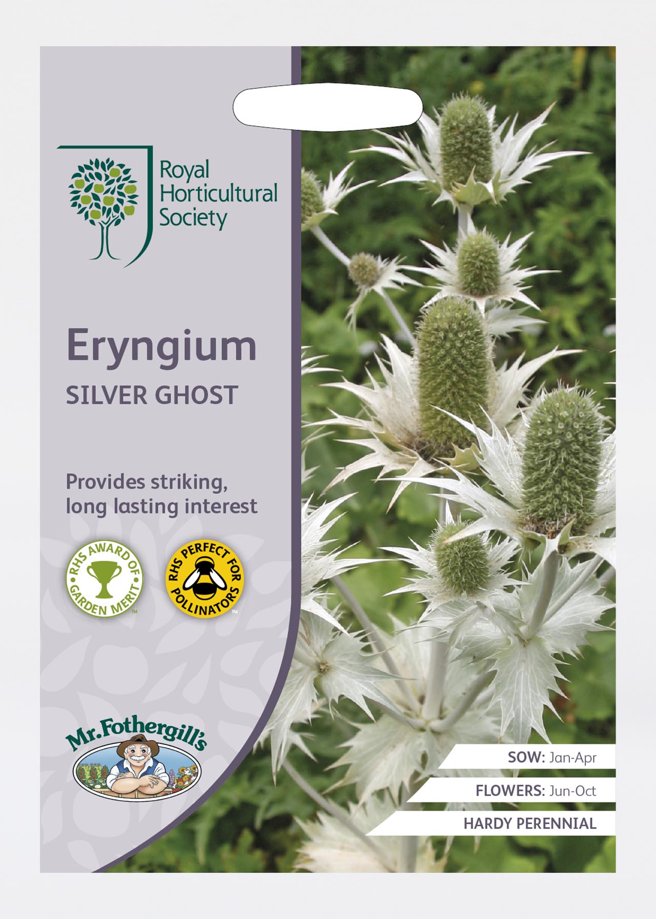 RHS Eryngium Silver Ghost Seeds