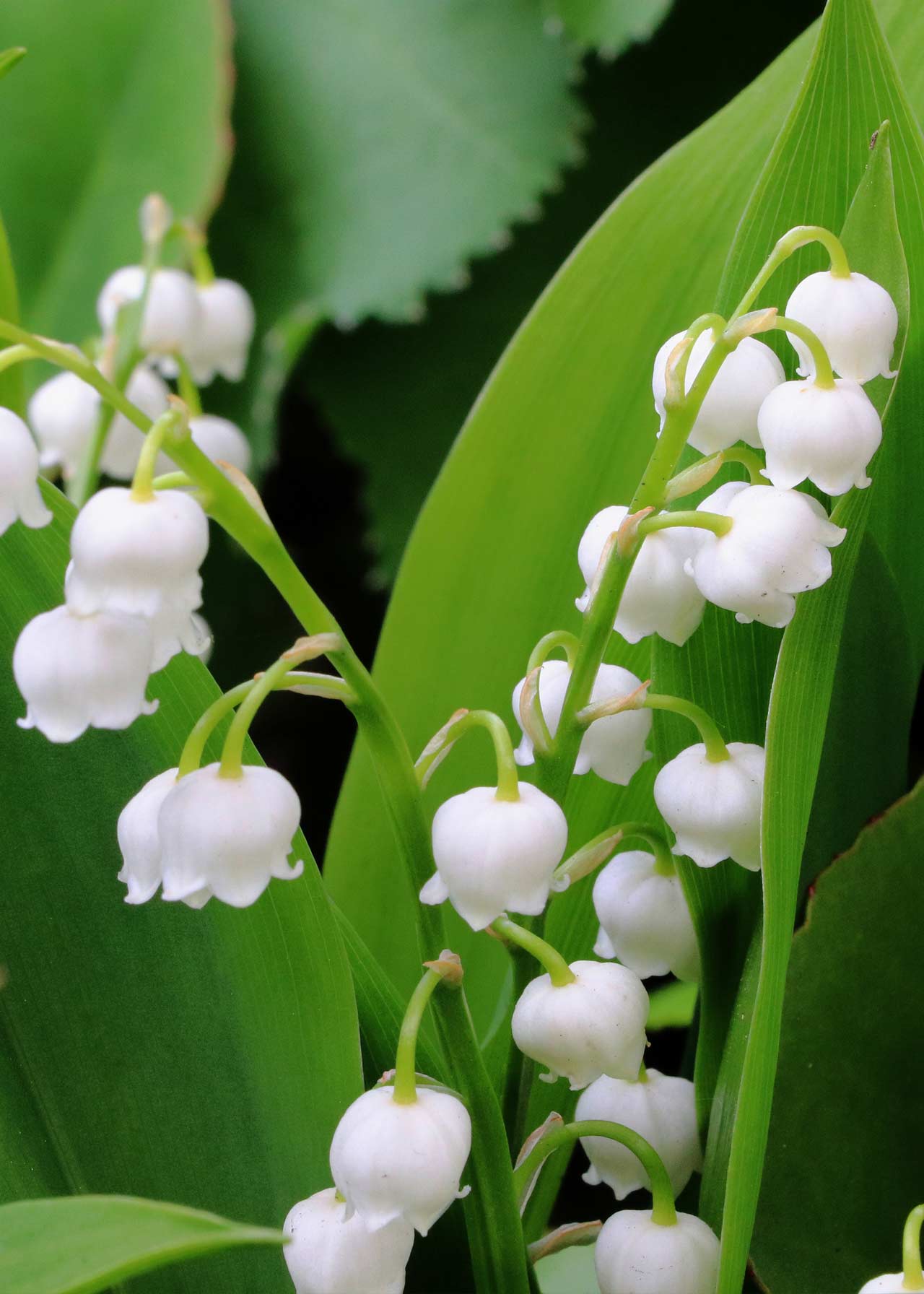 Buy lily-of-the-valley Convallaria majalis: Delivery by Waitrose Garden