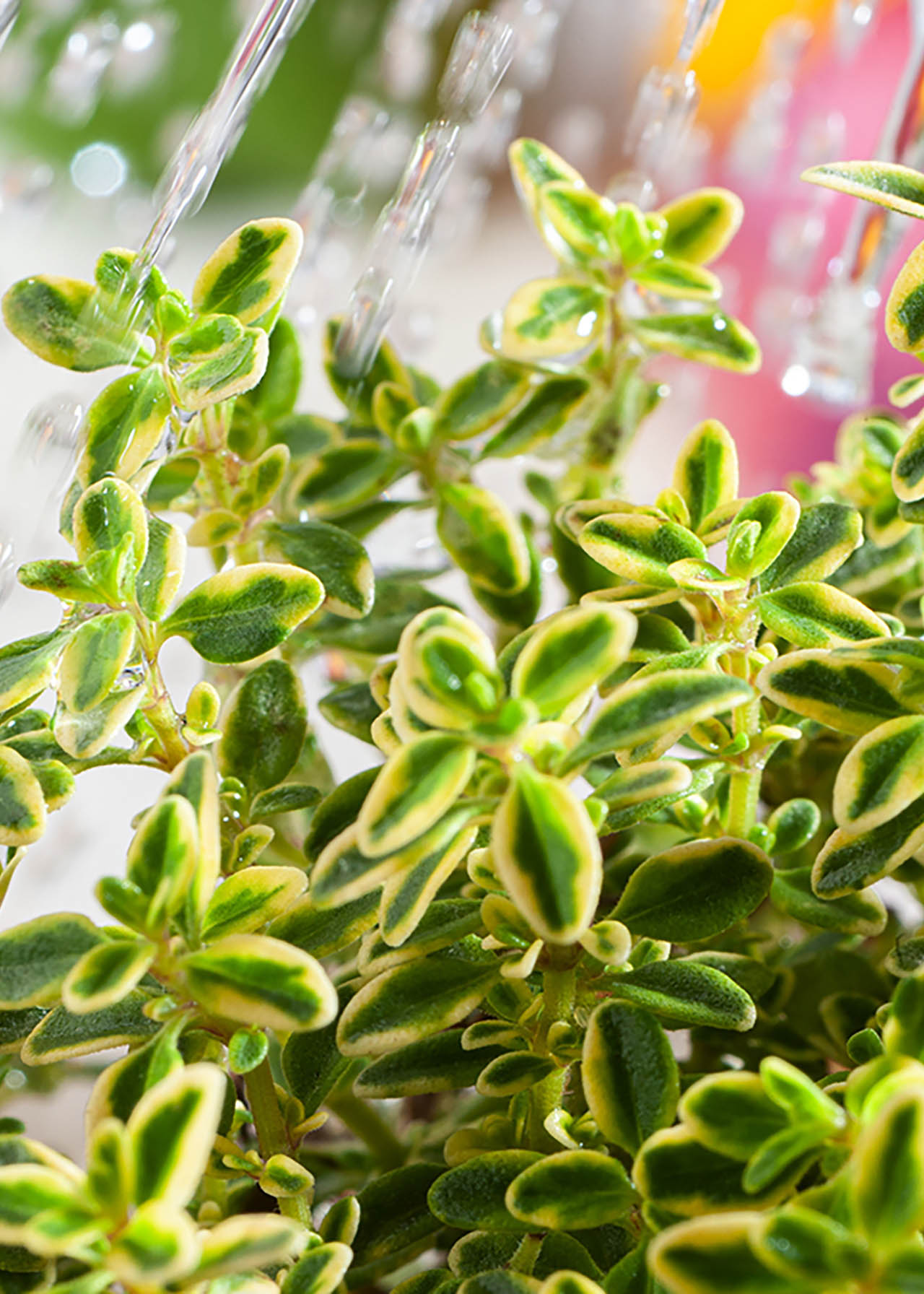 Thyme Lemon Variegated 8.5cm