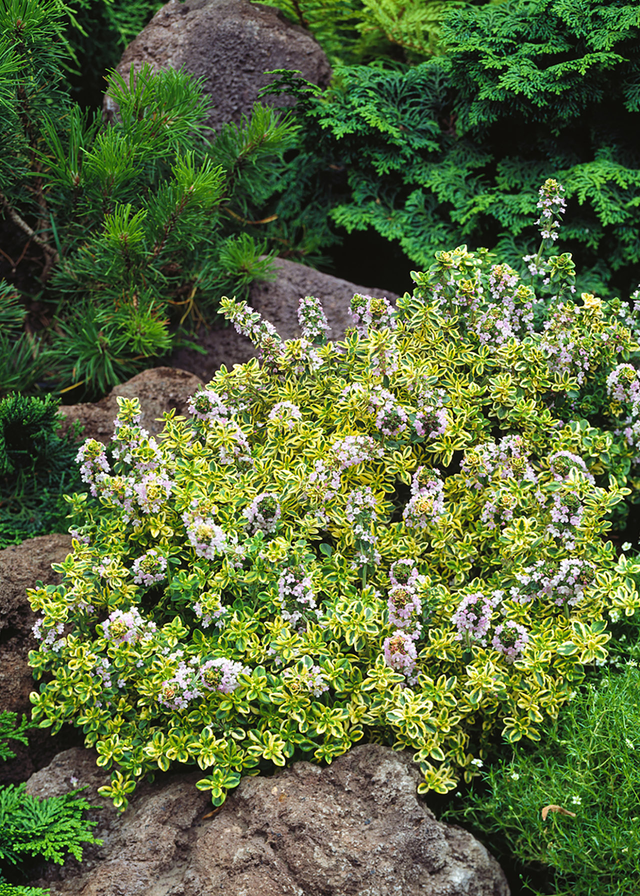 Thyme Lemon Variegated 1ltr