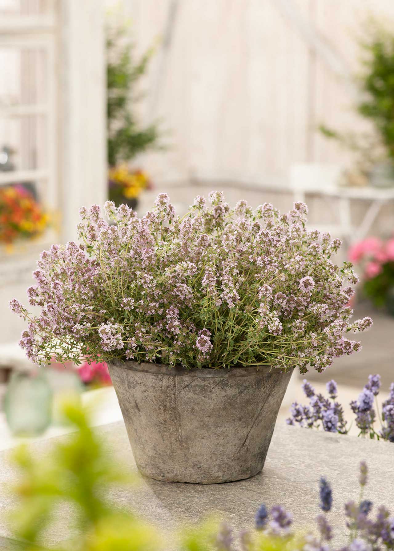 Thyme Silver Posie 8.5cm