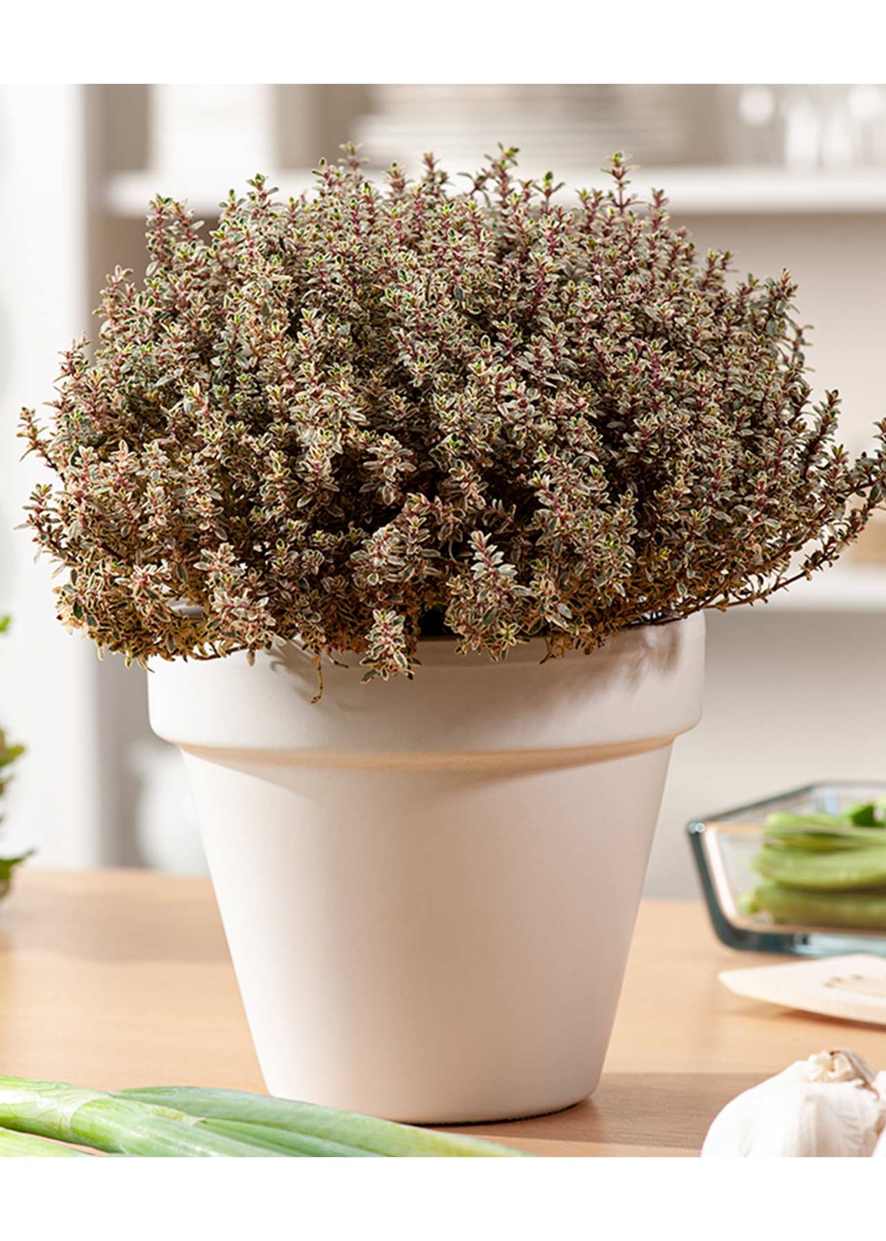 Thyme Silver Queen 8.5cm
