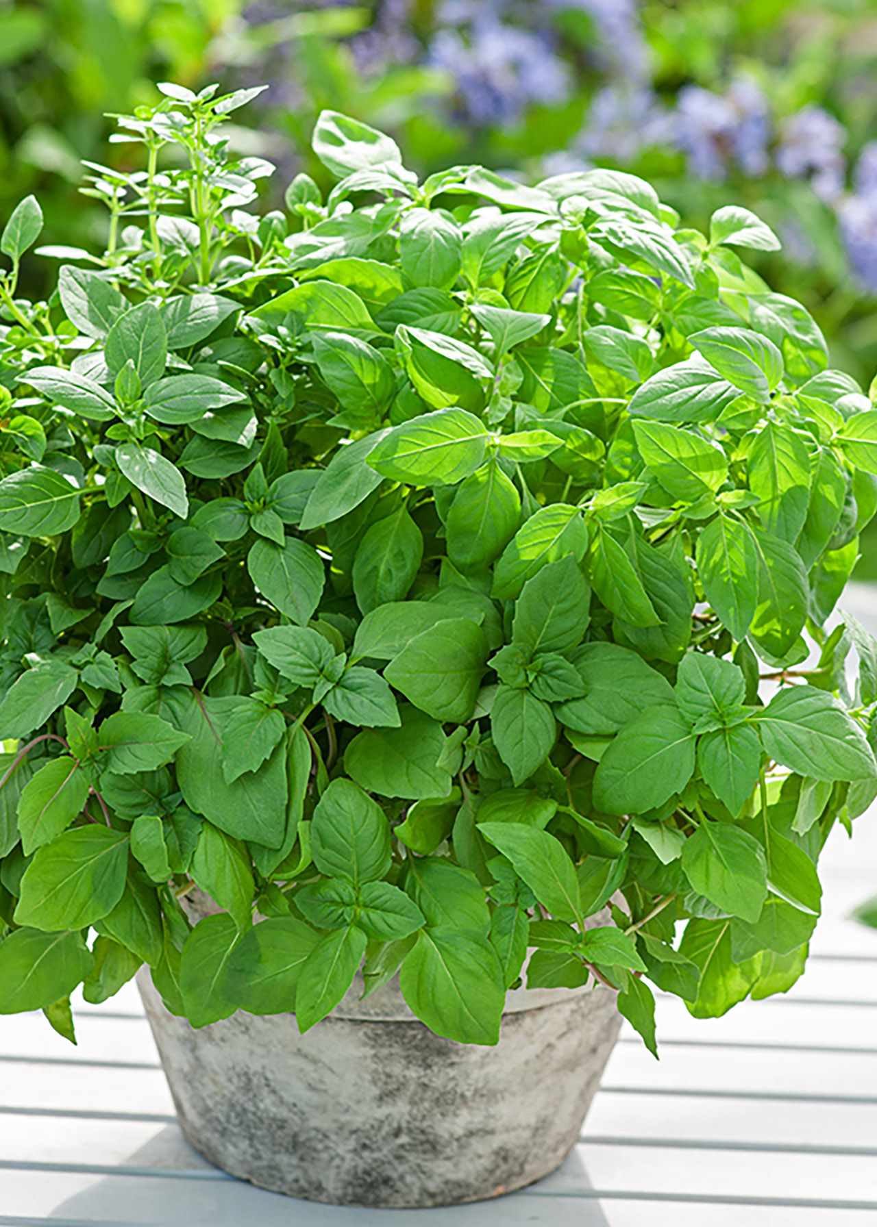 Basil Greek 8.5cm