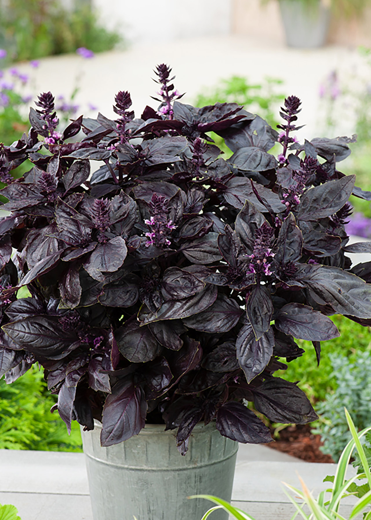 Basil Purple 8.5cm