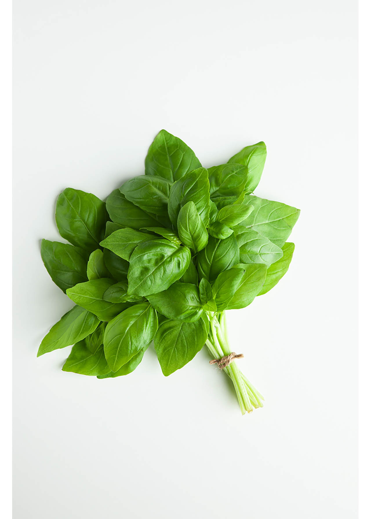 Basil Sweet 8.5cm