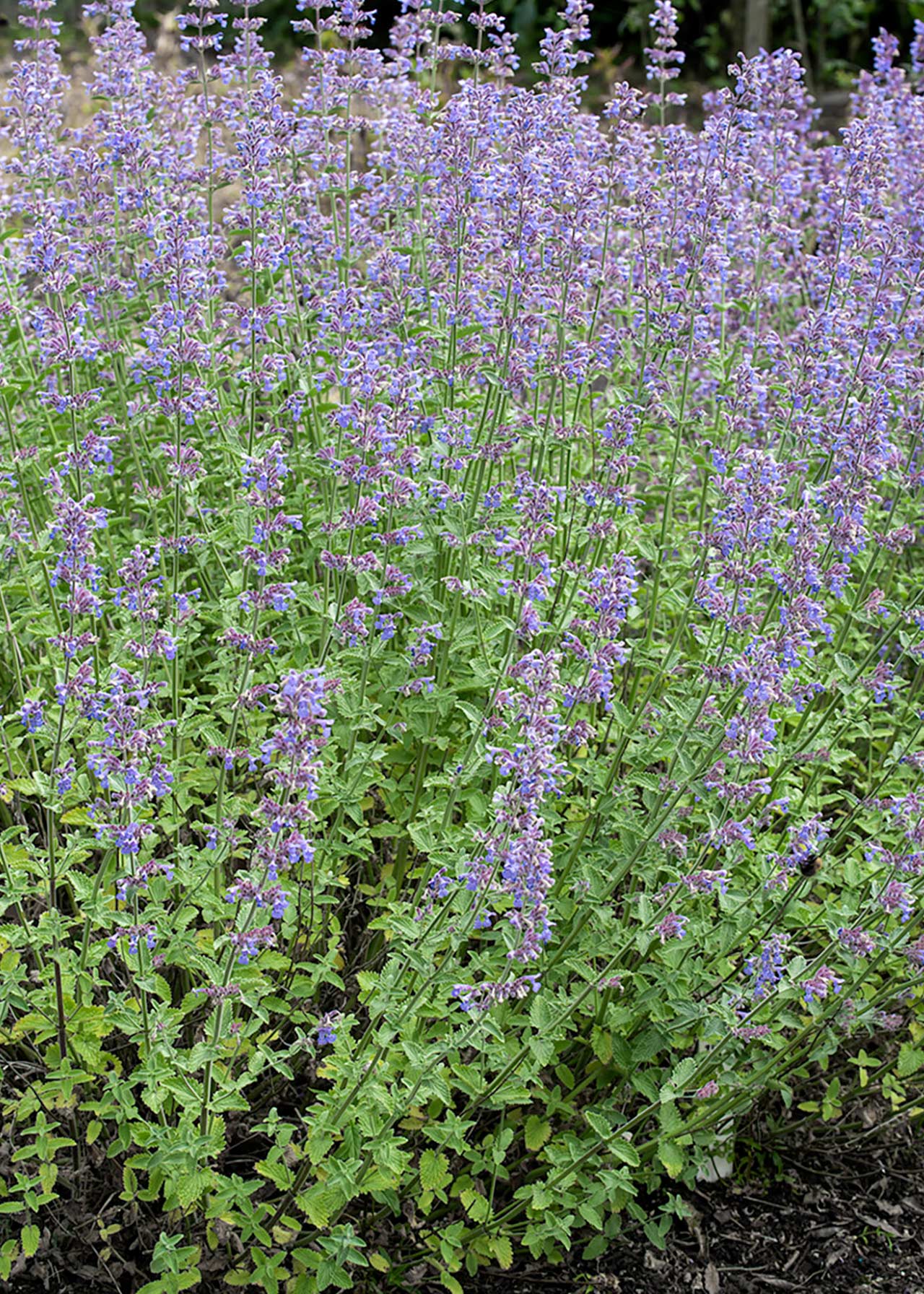 Catmint (Nepeta Faassenii) 8.5cm