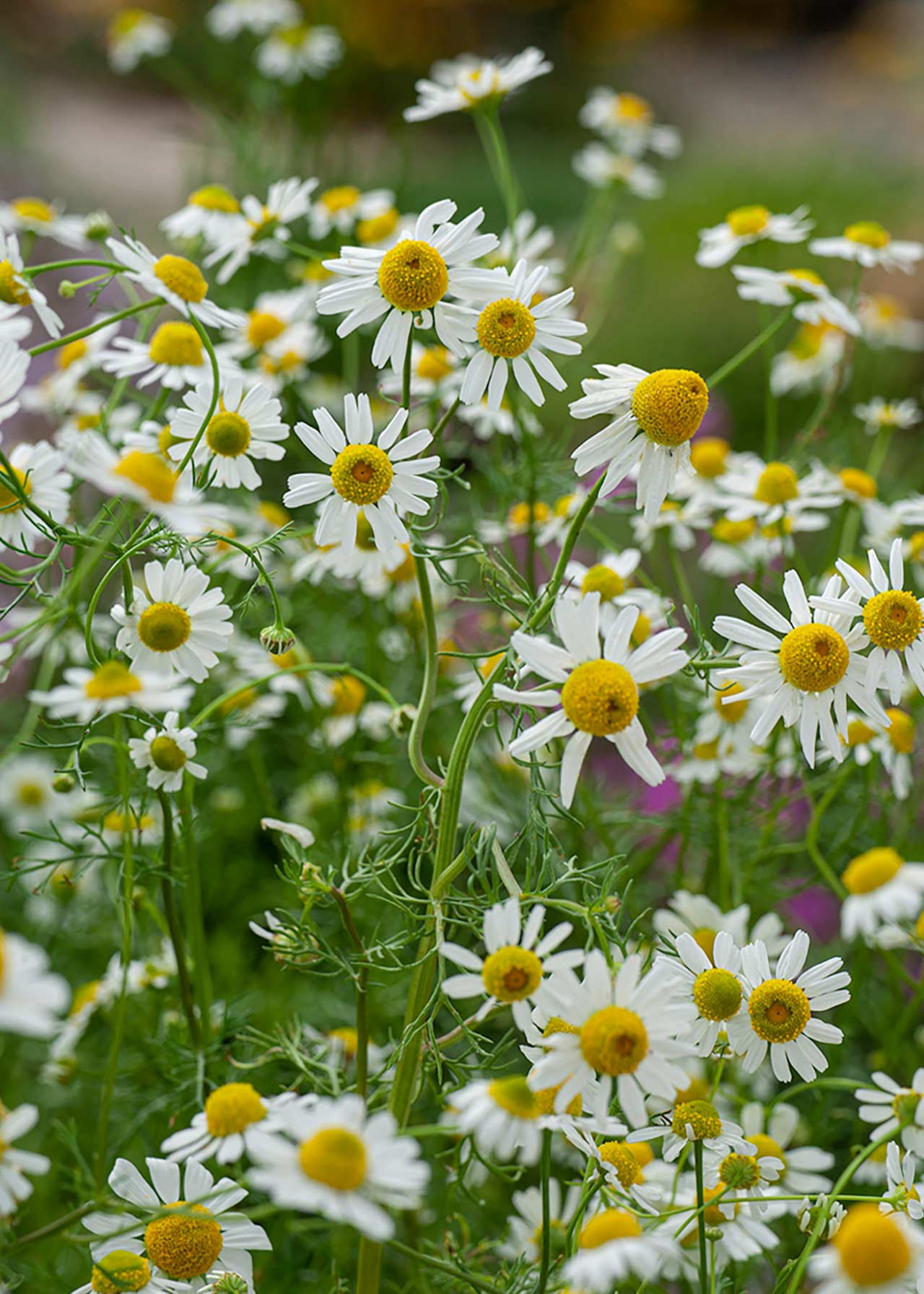 Chamomile 8.5cm