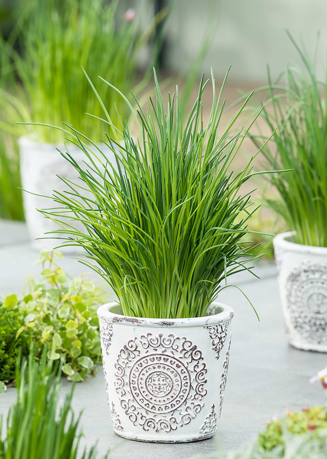 Chives 8.5cm