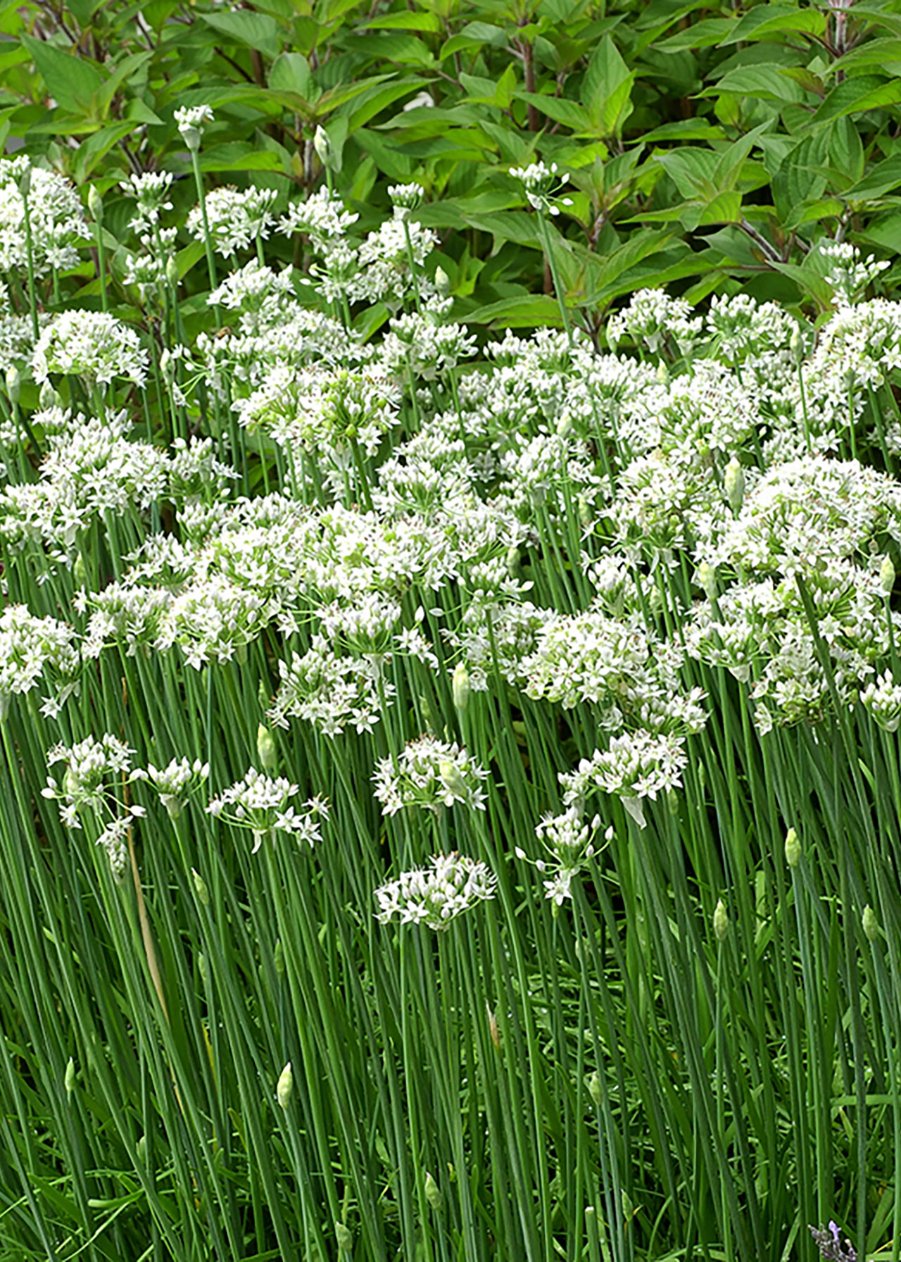 Chives Garlic 8.5cm