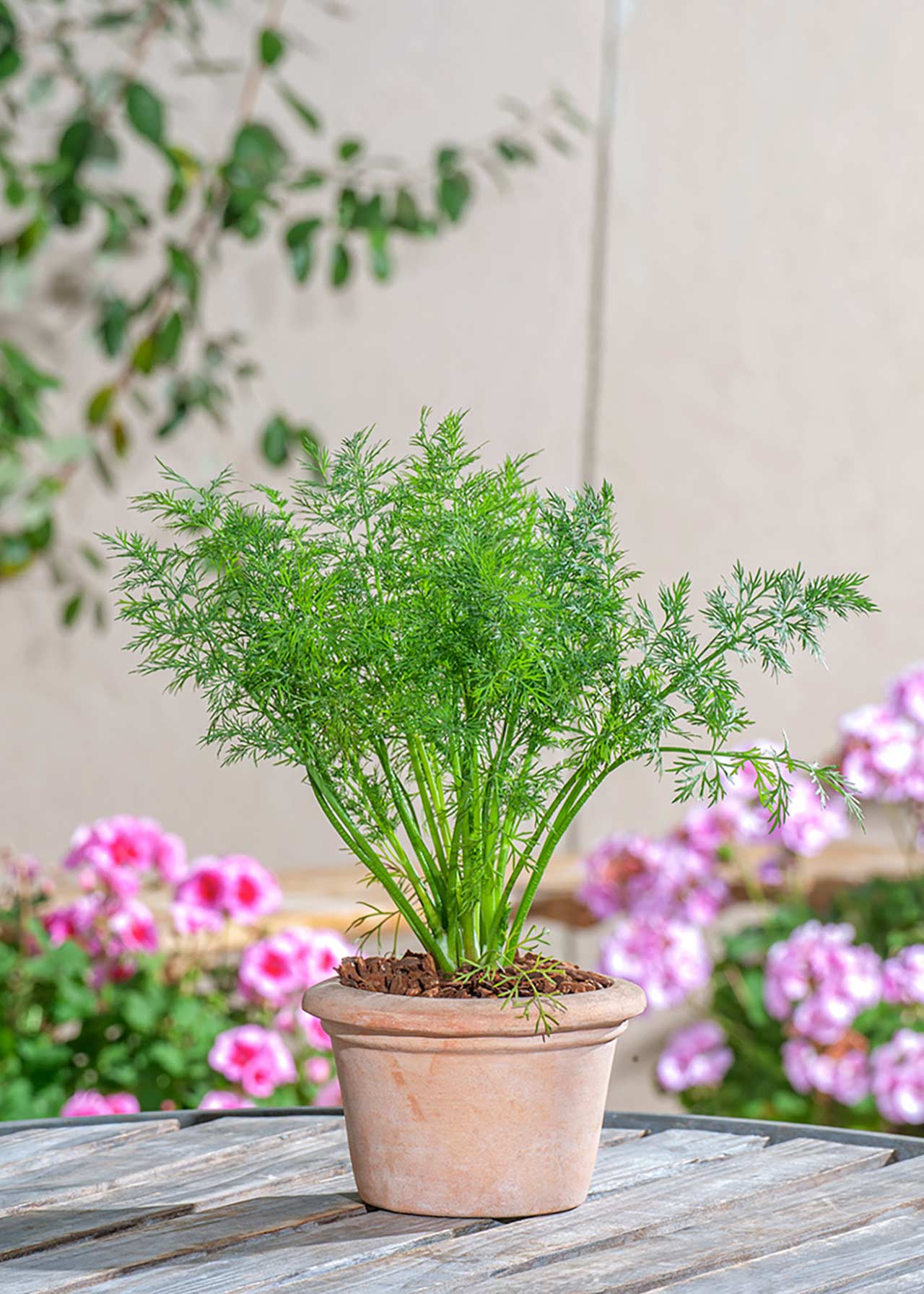 Dill 8.5cm