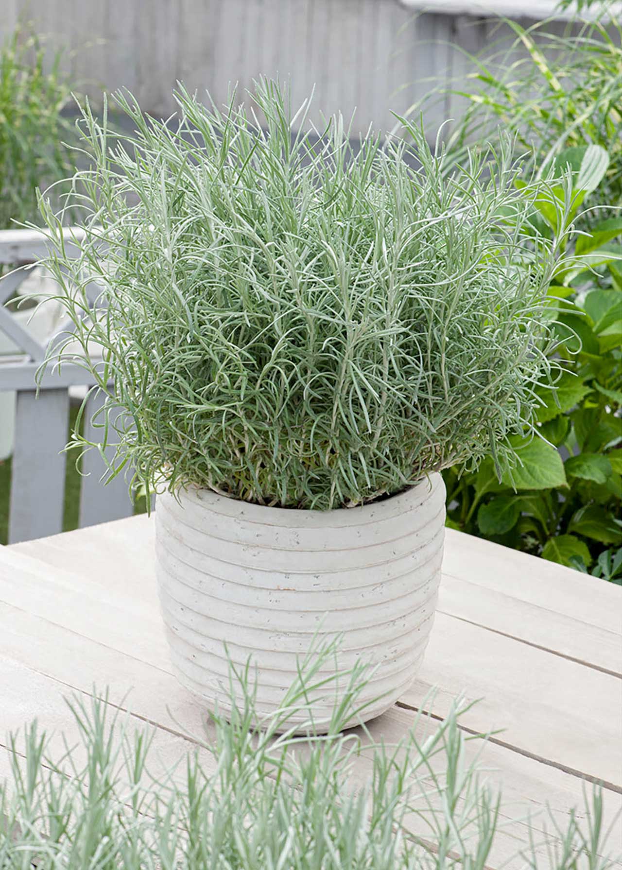 Curry Plant 1ltr