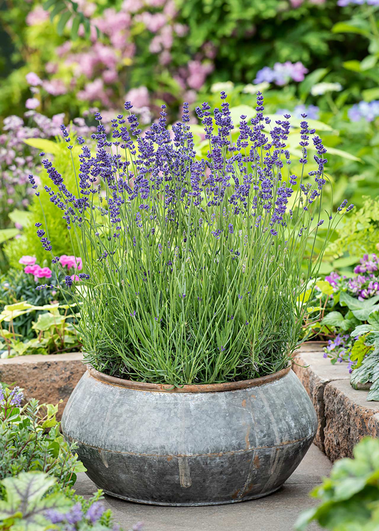 Lavandula Hidcote 1ltr