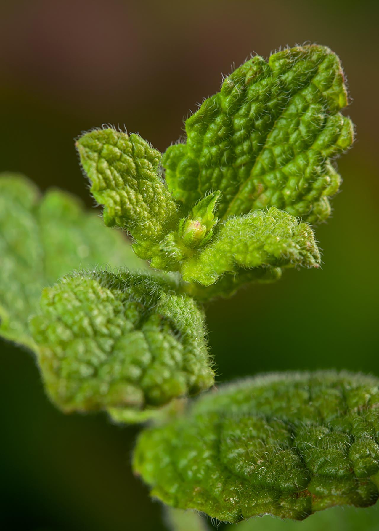 Mentha Apple 8.5cm