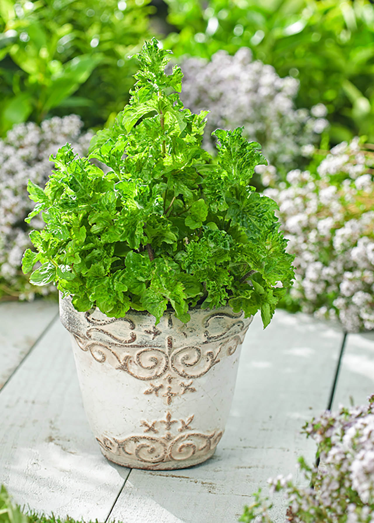 Mentha Spicata Curled 8.5cm