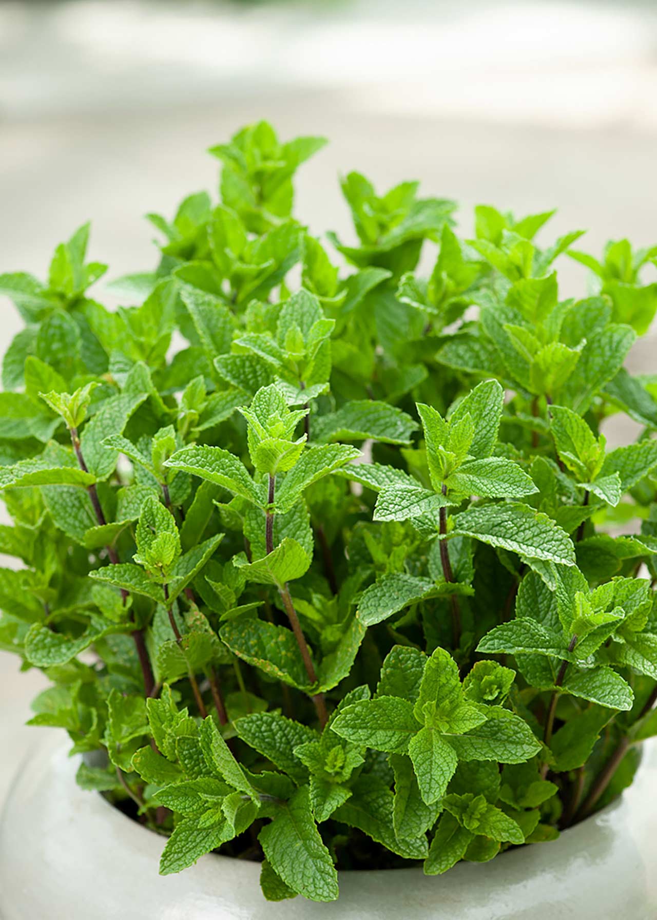 Mentha Spicata 8.5cm