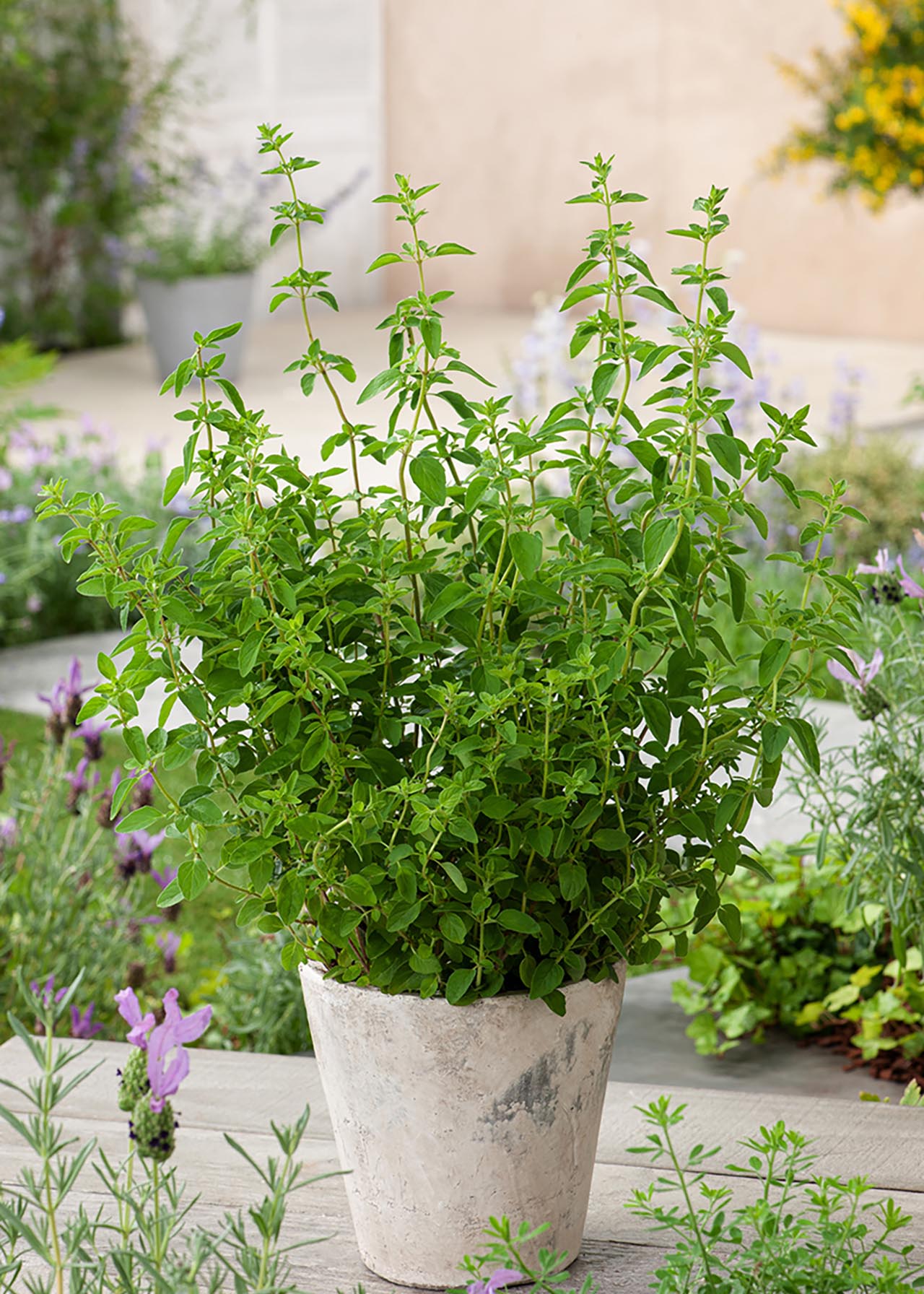 Oregano Variegated 8.5cm