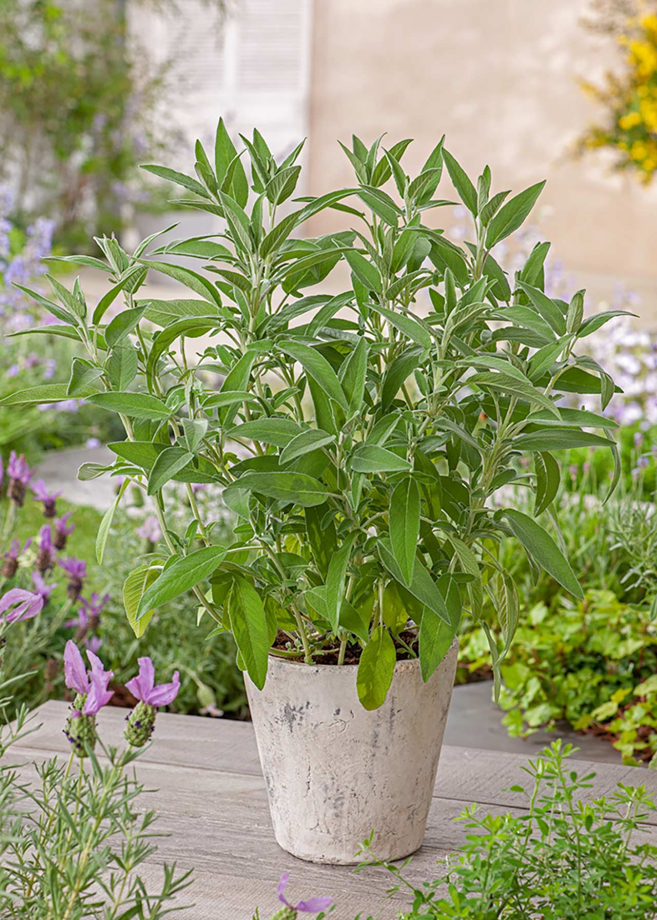 Sage Common 1ltr
