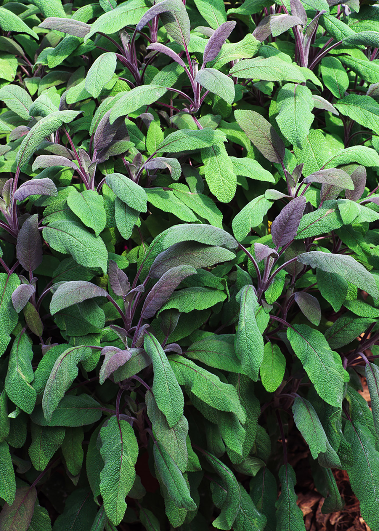 Sage Purple 1ltr