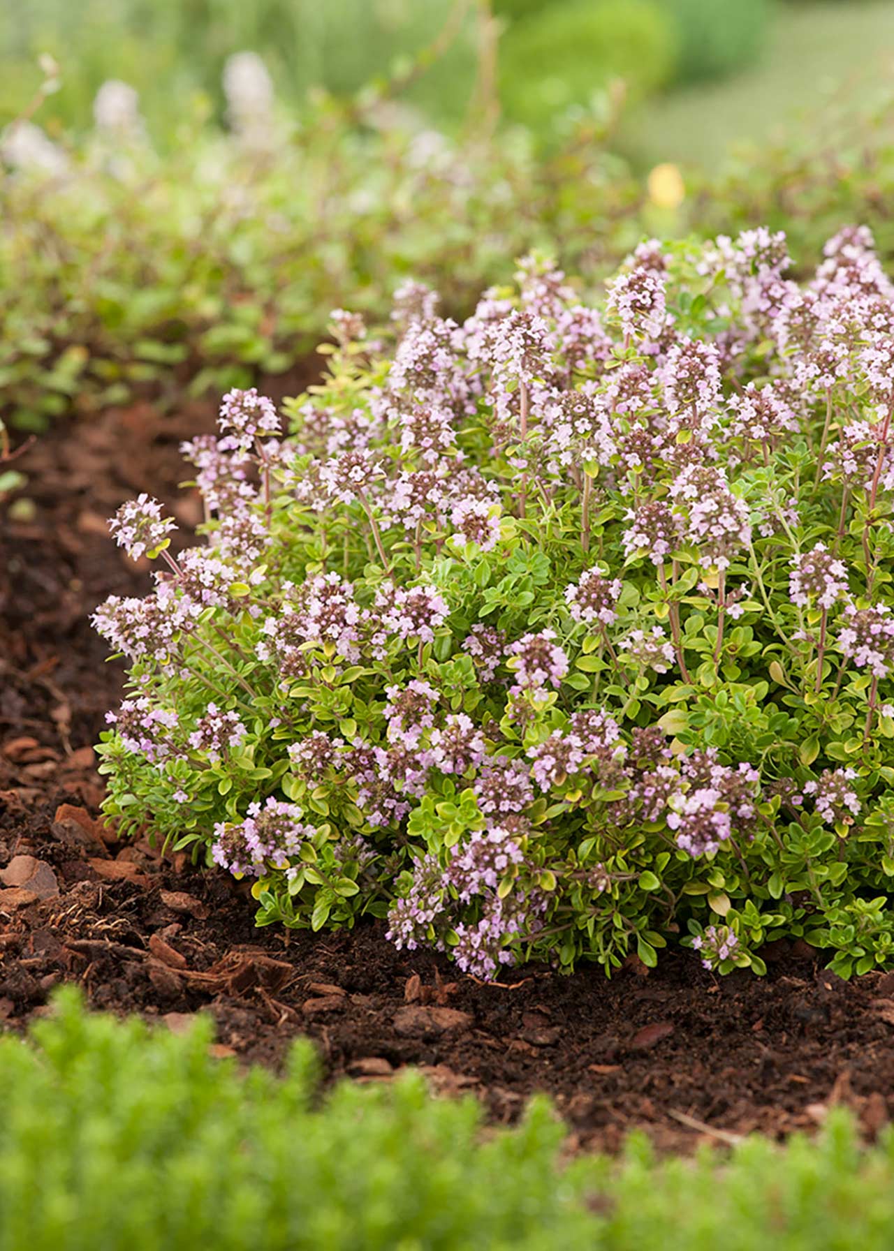 Thyme Archers Gold 8.5cm
