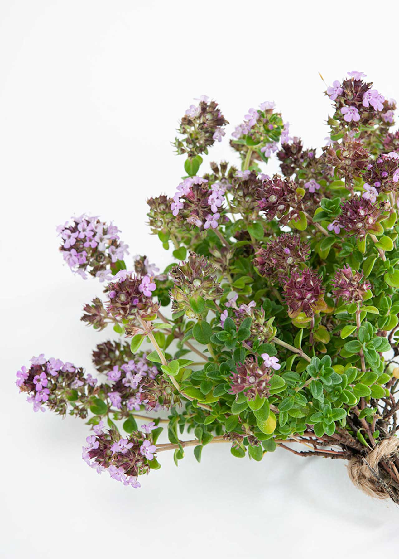 Thyme Doone Valley 8.5cm