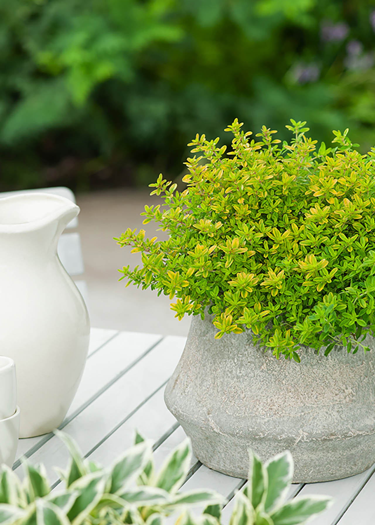 Thyme Lemon 8.5cm