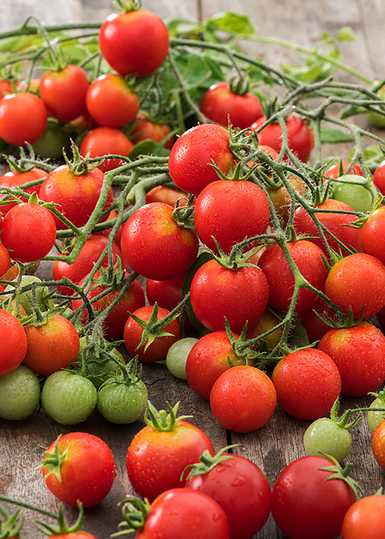 Tomato Lizzano 8.5cm