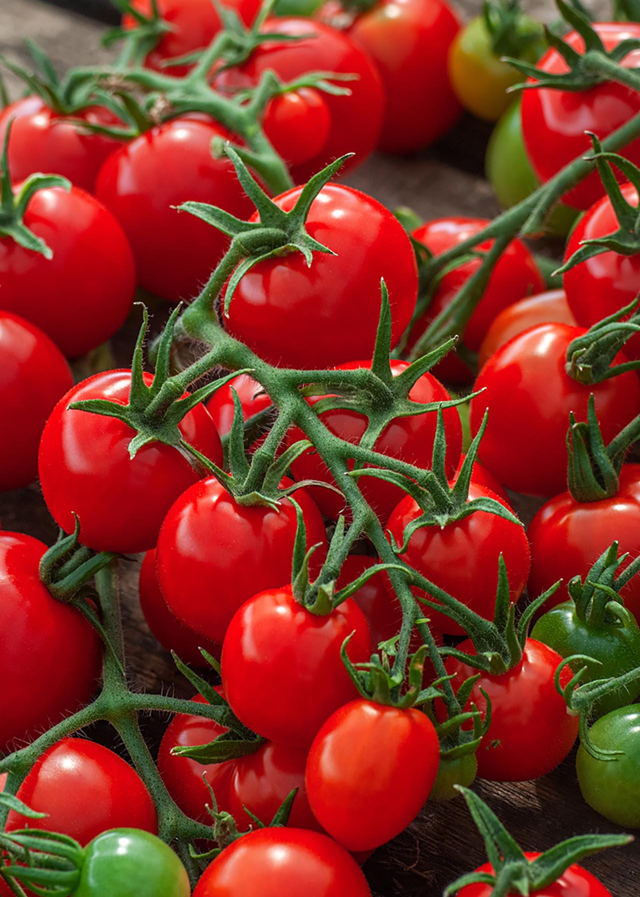 Tomato Red Alert 8.5cm