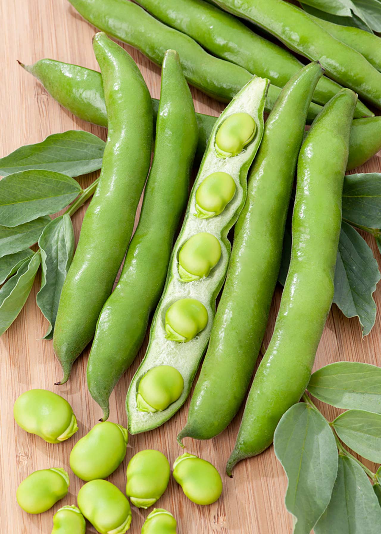 Broad Bean Dwarf Patio Strip