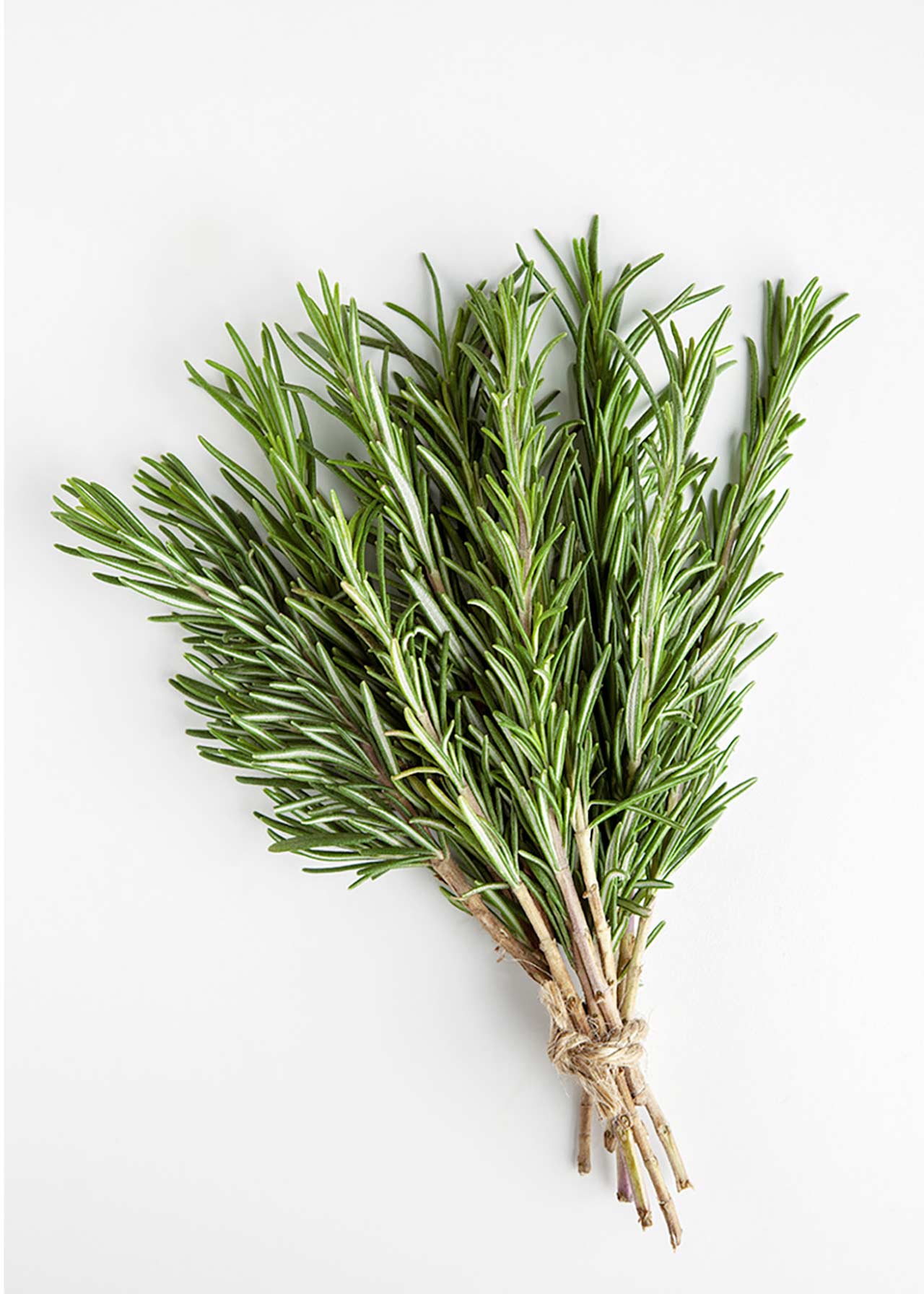 Rosmarinus Officinalis 14cm