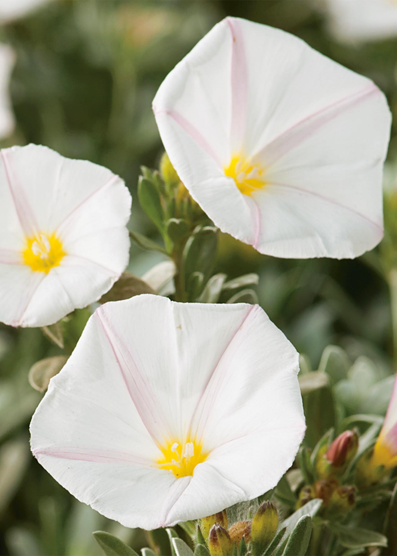 Convolvulus Cneorum 2ltr